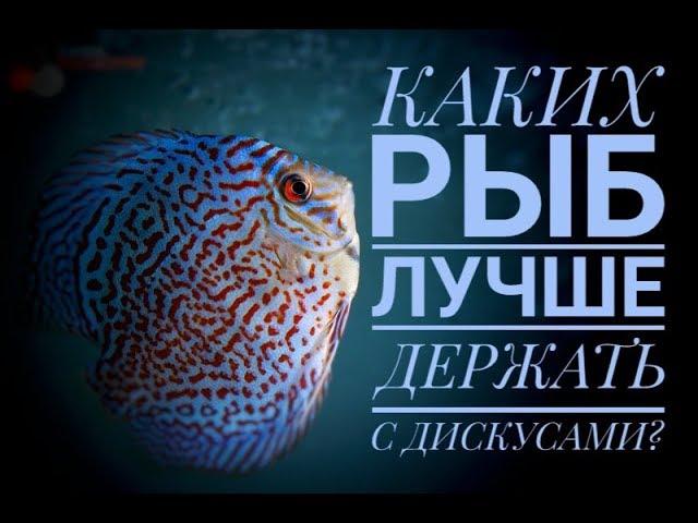 Дискусы. Каких рыб лучше держать с дискусами? Идеальный состав. Видео о коллекции.