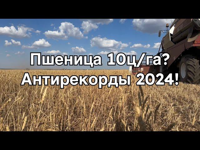 Уборочная 2024. Пшеница и новые "рекорды" в этом году. Какая будет урожайность?