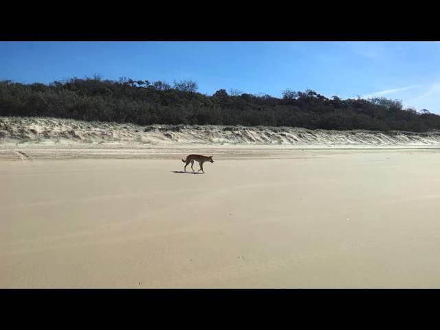 Dingo on Fraser Island