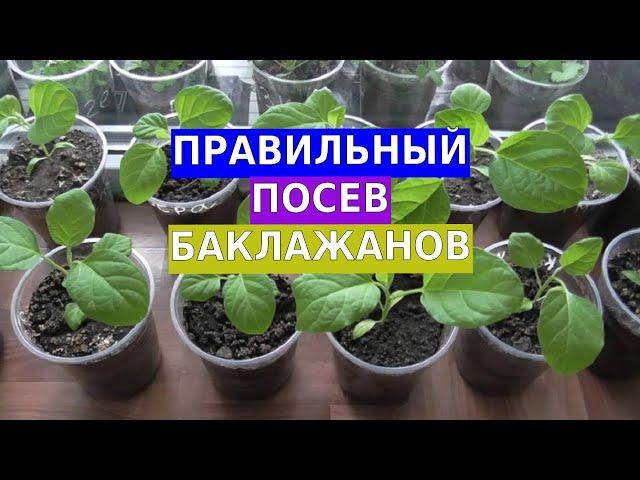 Правильный посев баклажанов. Мой личный опыт по выращиванию рассады баклажан