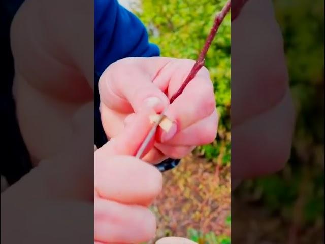 Самый простой способ прививки деревьев  Прививка за кору 17
