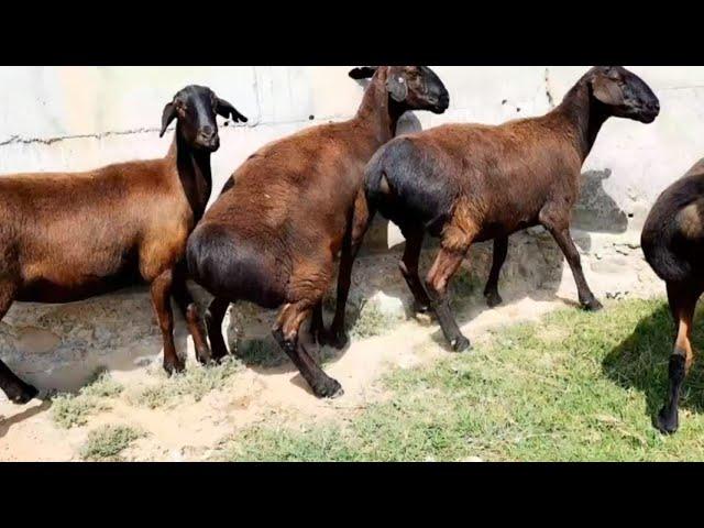 Hissori sovliq qoylar | Hissar sheep of Uzbekistan