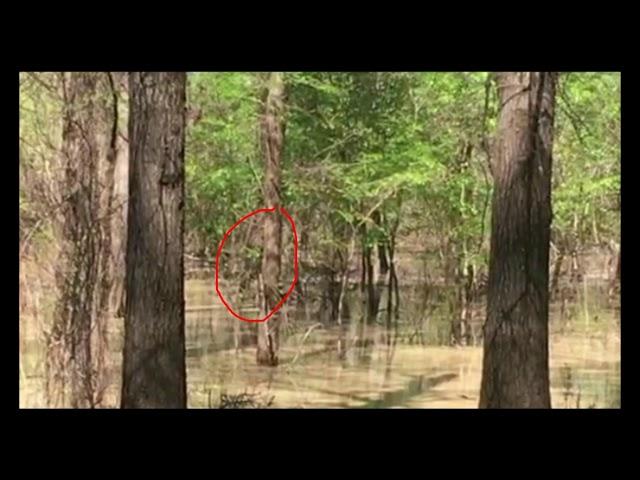 MBEST MBVD Mississippi Bigfoot Video Diaries ( Swamp Booger Zoomed )