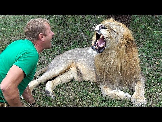 DANGEROUS GAMES WITH LIONS / Taigan Safari Park