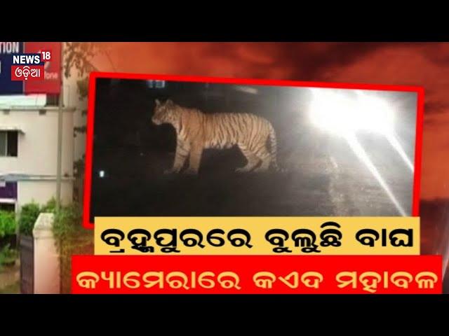 Berhampur News: ବ୍ରହ୍ମପୁର ଉପକଣ୍ଠରେ ବୁଲୁଛି ବାଘ | tiger spotted for second time in CCTV footage