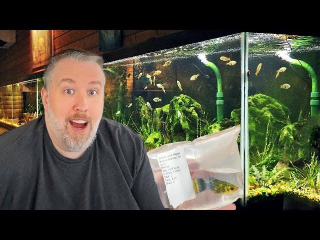 Where Do I Buy My Aquarium Fish? My Favorite Online Retailer