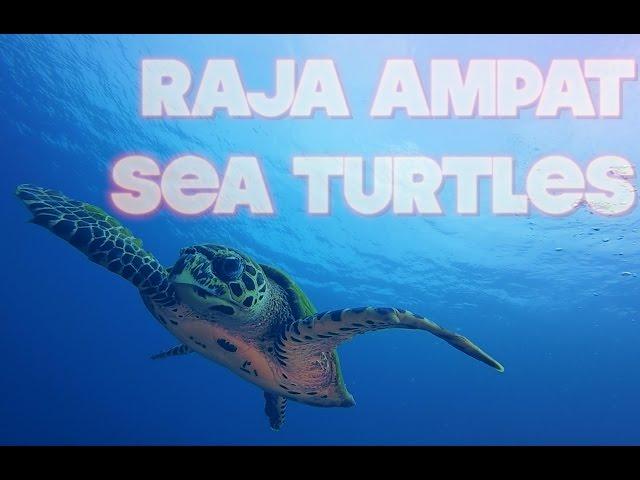 Raja Ampat Sea Turtles | Scuba Diving