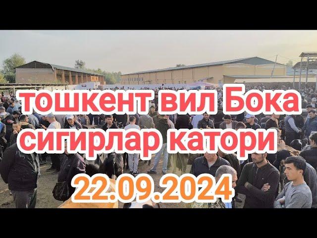 тошкент вил Бока тумани мол бозори сигирлар катори 22.09.2024