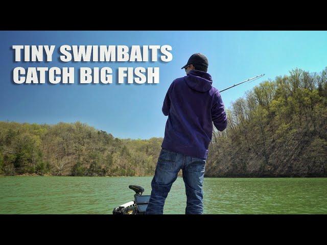 Tiny Swimbaits Catch Big Fish - Ft. Chris Johnston