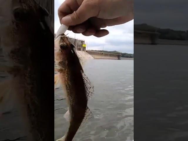 Sauger from the boat