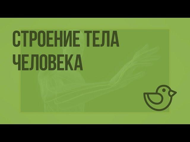 Строение тела человека. Видеоурок по окружающему миру 2  класс