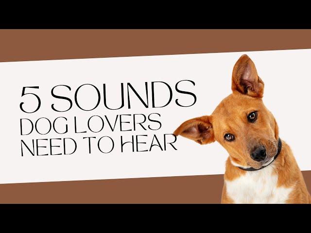 Canine Concert: 5 Must-Hear Dog Sounds for Every Dog Lover