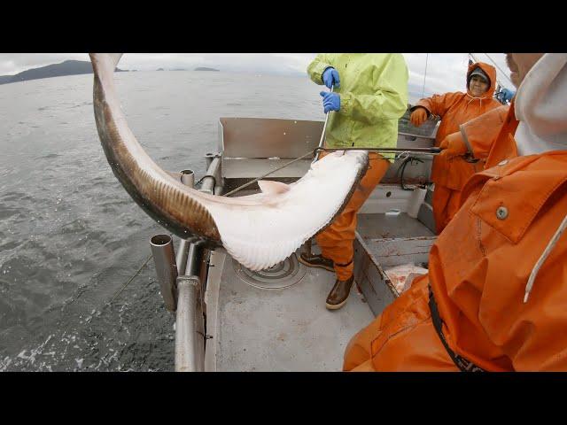 Big Halibut Coming Over the Rails! - Alaska Halibut Longlining | Fishing the Gulf of Alaska