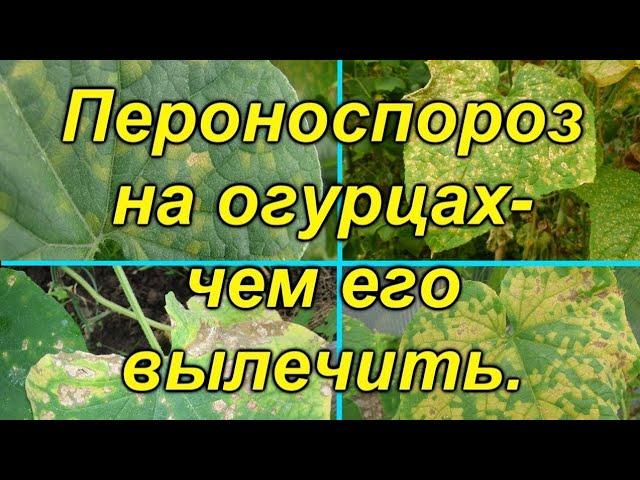 Желтеют листья на огурцах? Лечим так!