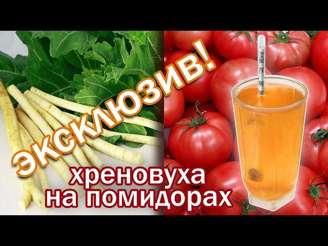 Вот это вкуснятина!!!!  Рецепт! Хреновуха помидорная от канала свой среди своих кулинария