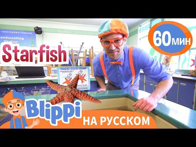 Волшебные мелодии подводного мира | Обучающие песни для детей | Blippi Russian