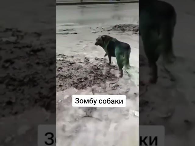 зомбу собаки @Kirill89491