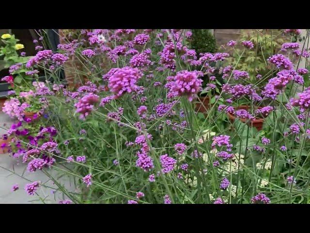 Verbena bonariensis // how to maintain & wildlife tips