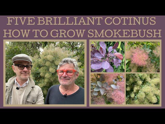 Five brilliant Cotinus: how to grow smoke bush!