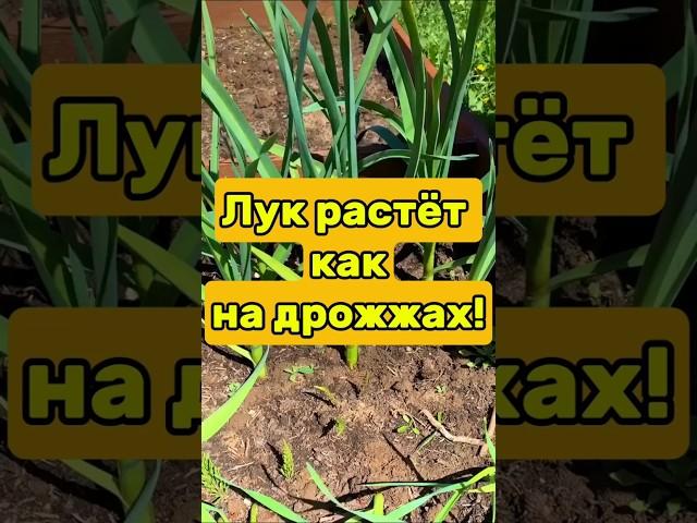 Вырастил лук на 5 кг с грядки — соседи не верят