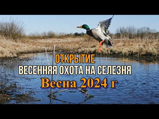 Открытие Весенняя охота на селезня Весна 2024 г