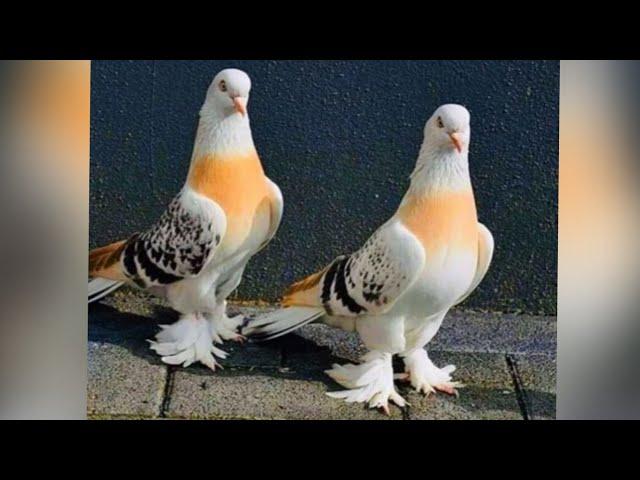 винтовые  голуби игравоeы вот это кайф.Pigeons