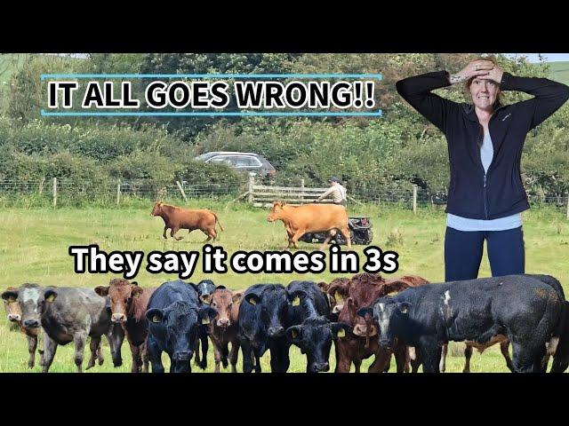 WHAT A DISASTER!! Cattle come home, It ALL goes wrong