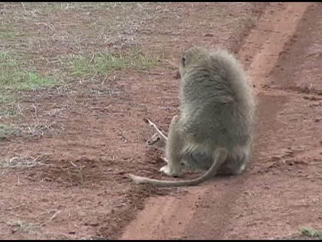 2006 Baboon Attacking Gazelle