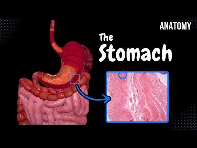Stomach Anatomy (Topography, External Features, Parts, Layers)