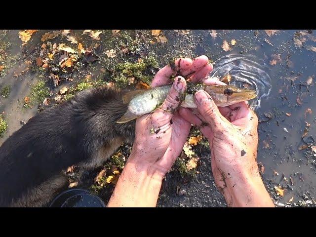 Тысячи рыбок в луже! Спасаем их сачком и запускаем в болото.