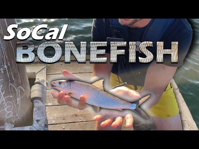 Bonefish?! Shore Fishing Southern California for Bonefish Part 1