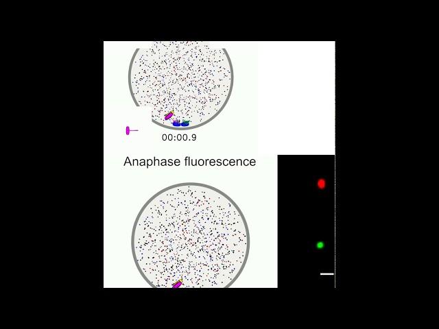 Simulations of fission yeast model anaphase