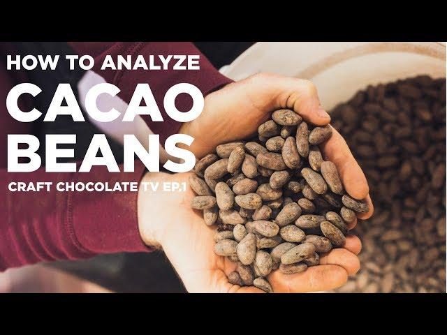 Cacao Bean Analysis - Episode 1 - Craft Chocolate TV