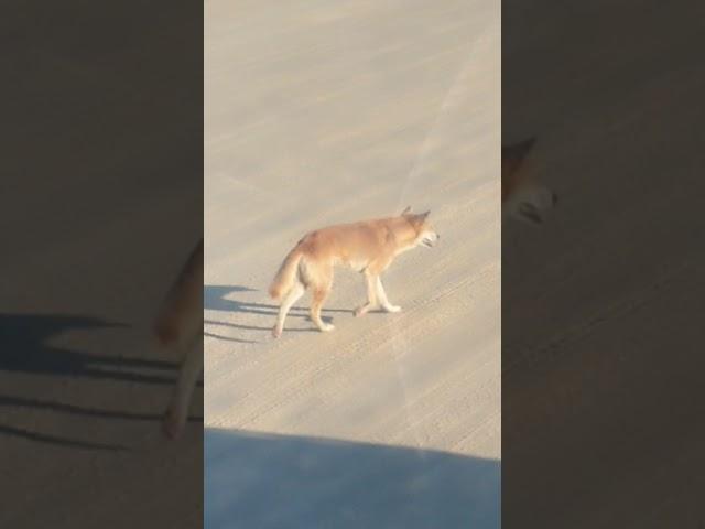 Just Some Random Dingo Walking