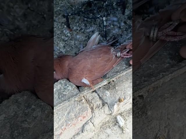 The red pigeon is no more #pigeons #pigeon