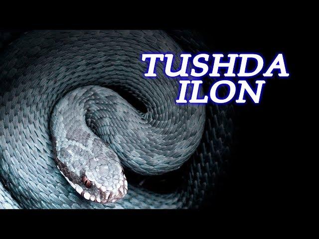 Tushda ilon DAXSHATLI oqibatlari haqida tush tabiri