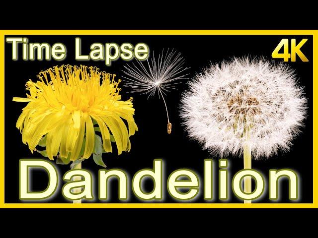 Dandelion Flower to Seed Head Time Lapse