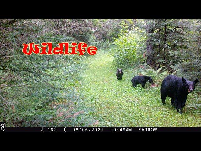 Wildlife backyard Trail Cam Northwestern Ontario Canada Summer 2021