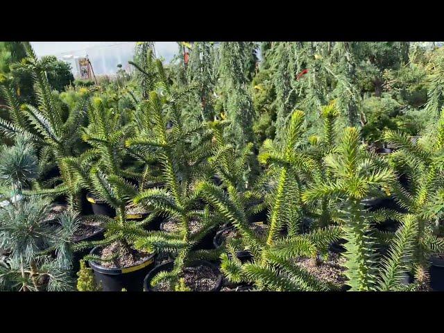 Looking for a decent sized Monkey Puzzle Tree?