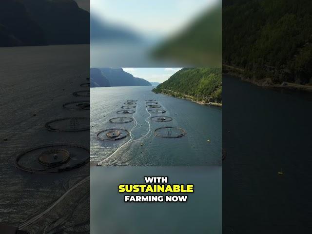 Caviar: A Taste of Luxury, Celebration & Sustainable Future