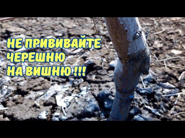 Опасная прививка черешни на вишню.