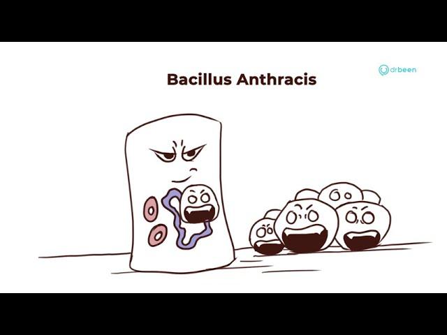 Bacillus Anthracis | Properties, Pathology, Disease, Management Approach