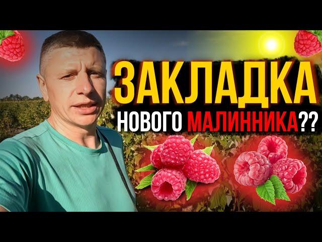 ЧИ БУДЕМО ЩЕ САДИТИ МАЛИНУ? Чи будемо корчувати свою малину? Плани на заробіток грошей в селі.