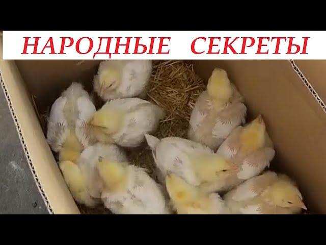 Цыплята Ускоренный рост