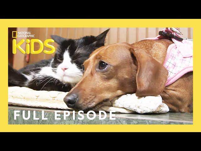 Unlikely Animal Friends Full Episode   | Love at First Sight | @natgeokids