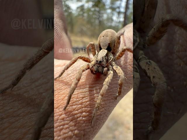 Forest Wolf Spider Handling!
