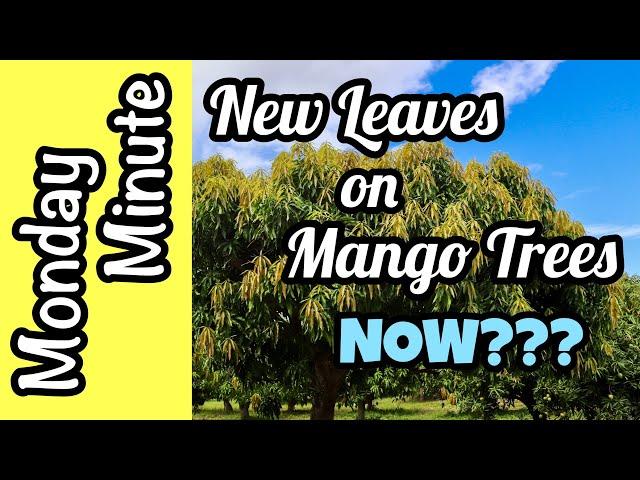 Monday Minute- New Leaves on Mango Trees NOW???