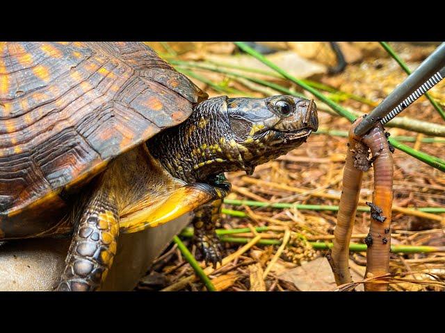 Feeding My Box Turtles!!! Feeding Friday