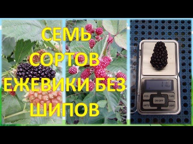 ОБЗОР СЕМИ СОРТОВ ЕЖЕВИКИ БЕЗ ШИПОВ. Выращивание ежевики. Росяника и куманика.