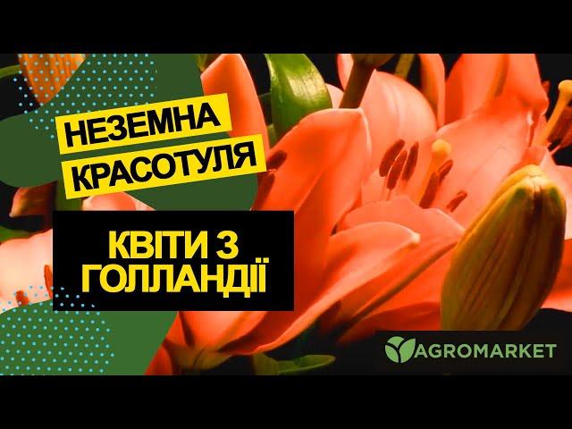 Луковицы цветов неземной красоты из Голландии [#тайнокод на скидку внутри видео] Агромаркет